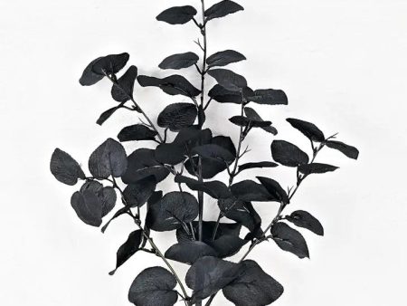 Black Ficus Pick Online Sale