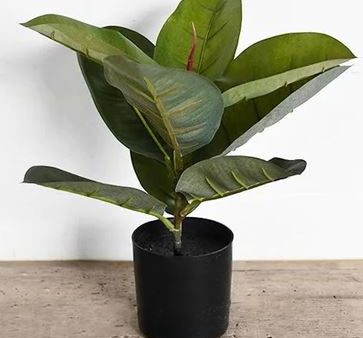 Ficus Tree Online Sale