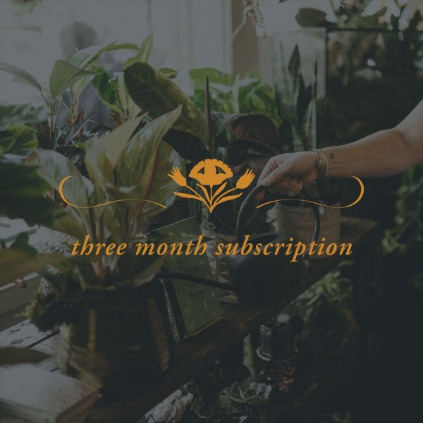 3 Month Plant Subscription Cheap